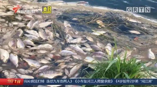 污水泄漏殃及養(yǎng)殖業(yè)，饒平食品廠被查實(shí)卻賠償無門，養(yǎng)殖戶百萬元損失何去何從？