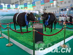2007中國畜牧業(yè)暨飼料工業(yè)展覽會 行業(yè)創(chuàng)新與合作共贏的年華